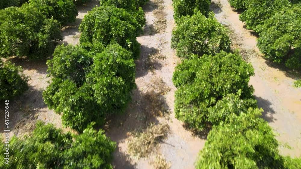Reveal shot unveils the Citrus Gardens at UC Riverside, showcasing its rich variety of fruit trees in all their glory Reveal shot unveils the Citrus Gardens at UC Riverside, showcasing its rich variety of fruit trees in all their glory