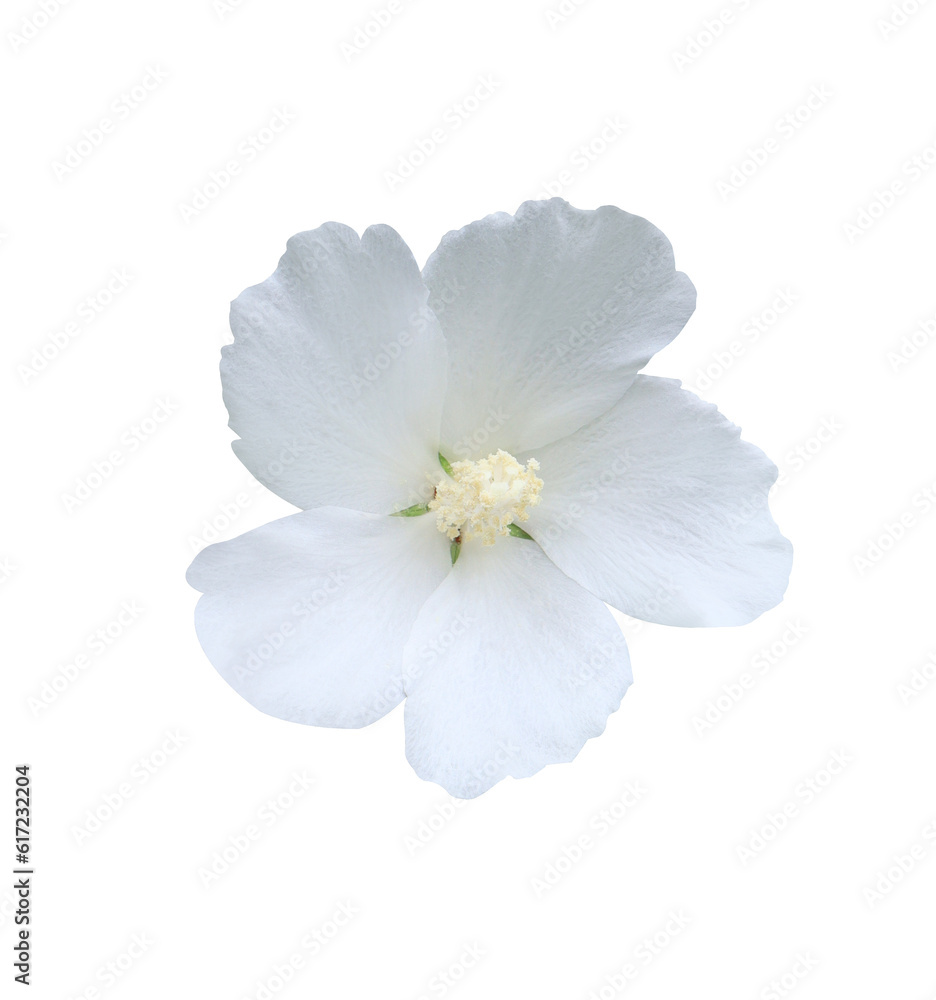Obraz premium Shoe Flower or Hibiscus or Chinese rose flower. Close up white single hibiscus flower isolated on white background.