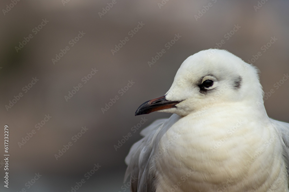 seagull on the shores of the pacific ocean seagull on the shores of the pacific ocean