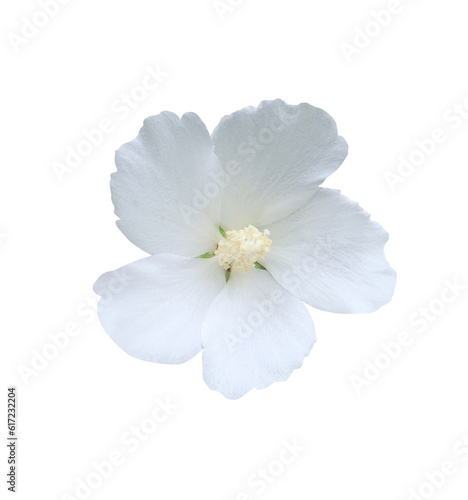 Shoe Flower or Hibiscus or Chinese rose flower. Close up white single hibiscus flower isolated on white background.