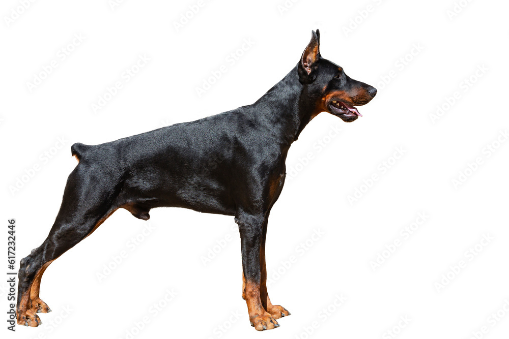 Portrait of a dog breed Doberman on a white background
