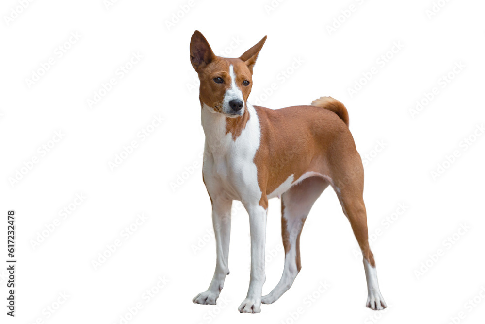 Basenji is a breed of hunting dogs. Portrait on a white background.