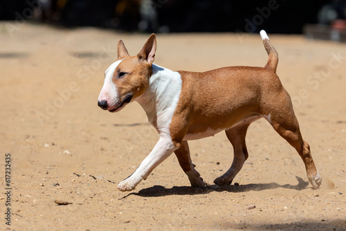 Bull terrier plays on a sandy dog playground