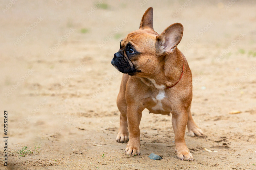 A French bulldog dog stands on a sandy field