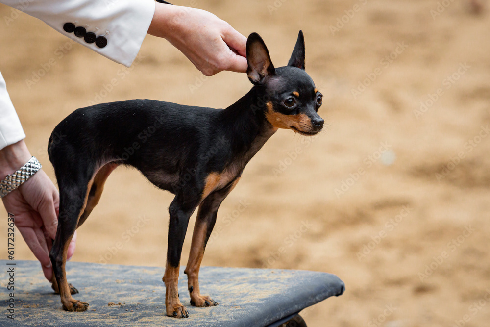English toy terrier at a dog show English toy terrier at a dog show