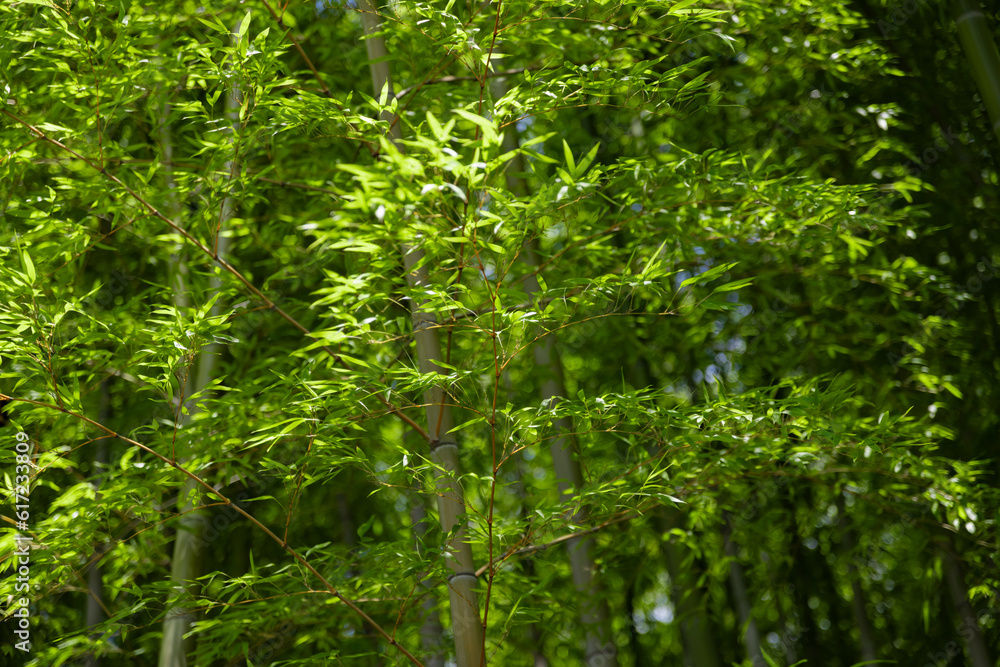 Green bamboo leaves in Japanese forest in spring sunny day Green bamboo leaves in Japanese forest in spring sunny day