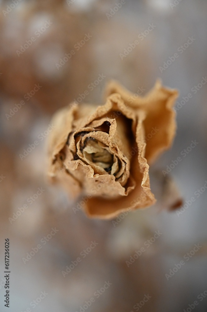 dried rose bud dried rose bud
