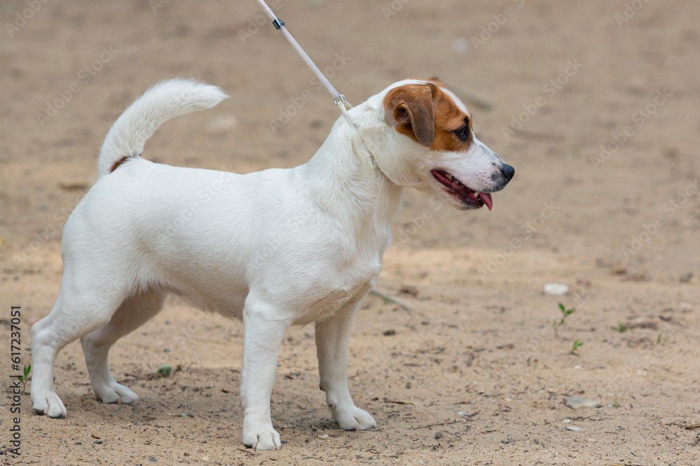 Jack Russell terrier at a dog show .