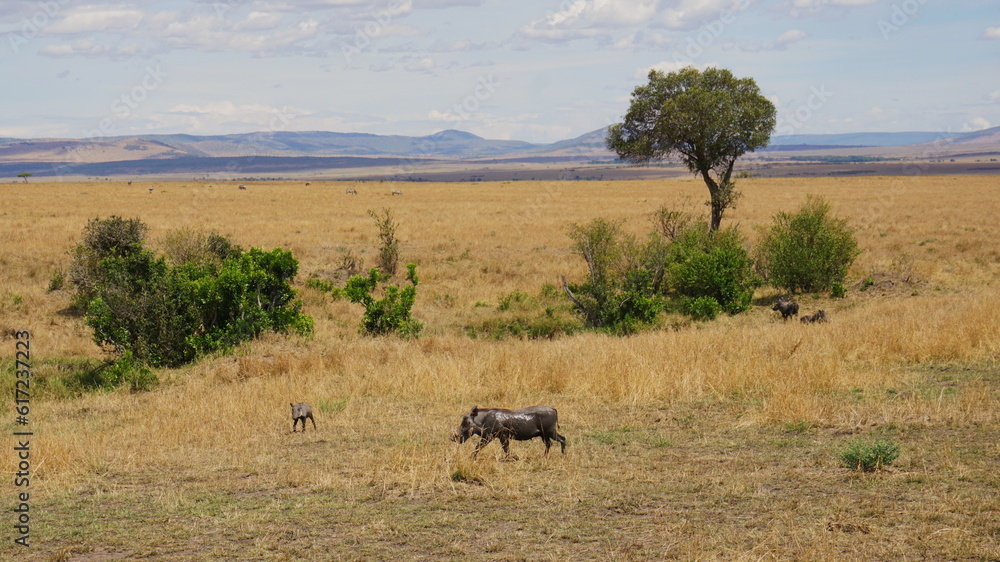 herd of wildebeest herd of wildebeest