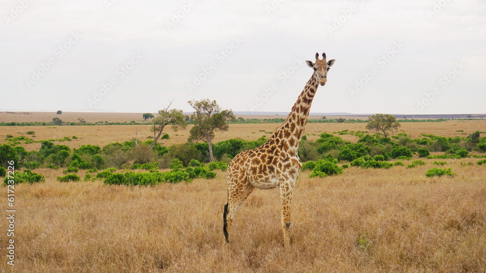 Fototapeta premium giraffe in the savannah