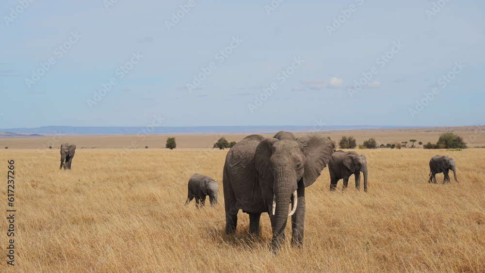 elephants in the savannah elephants in the savannah