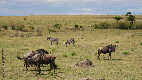herd of wildebeest © Yaya