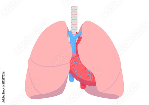 人間の心臓と肺