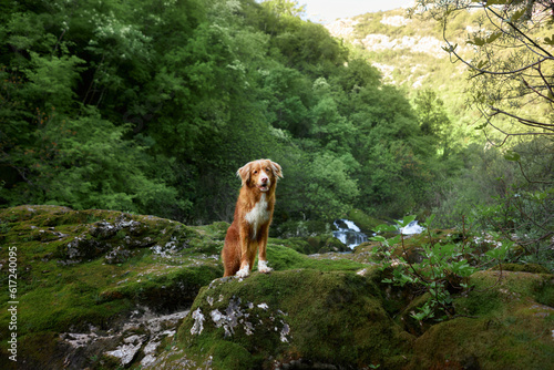 dog at the waterfall. Nova Scotia duck retriever in nature on moss
