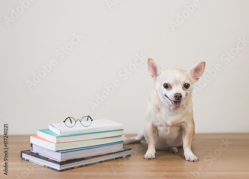 brown chihuahua dog sitting  with stack of books and eyeglasses on wooden table and white background. smiling and looking at camera. © Phuttharak
