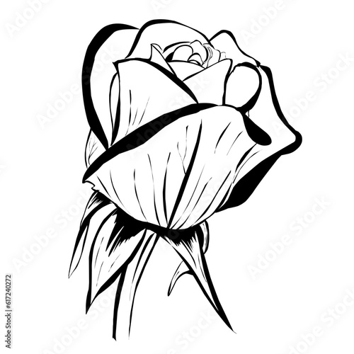 Single rose line art on white background photo