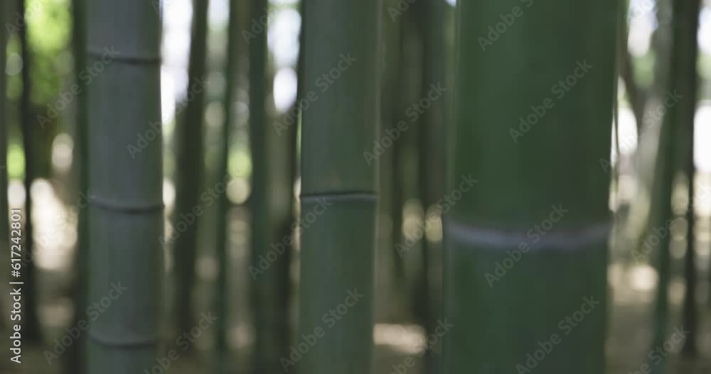 A green bamboo forest in spring sunny day focusing A green bamboo forest in spring sunny day focusing