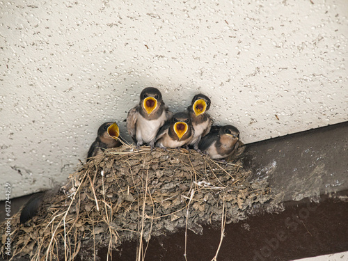 Kagawa, Japan - June 25, 2023: swallow chicks opening their mouth in the nest. 