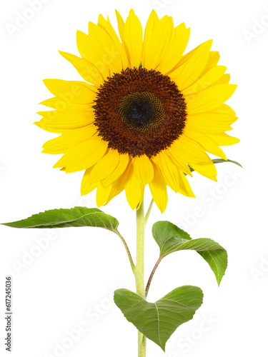 Fototapeta Naklejka Na Ścianę i Meble -  Singel Sunflower  on Transparent PNG Background