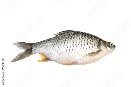 Barbonymus gonionotus isolated on transparent background.