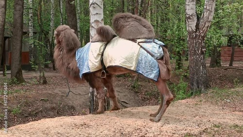 The camel stands in the city park. Exploitation of wild animals