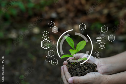 Hands of the farmer are planting the seedlings into the soil