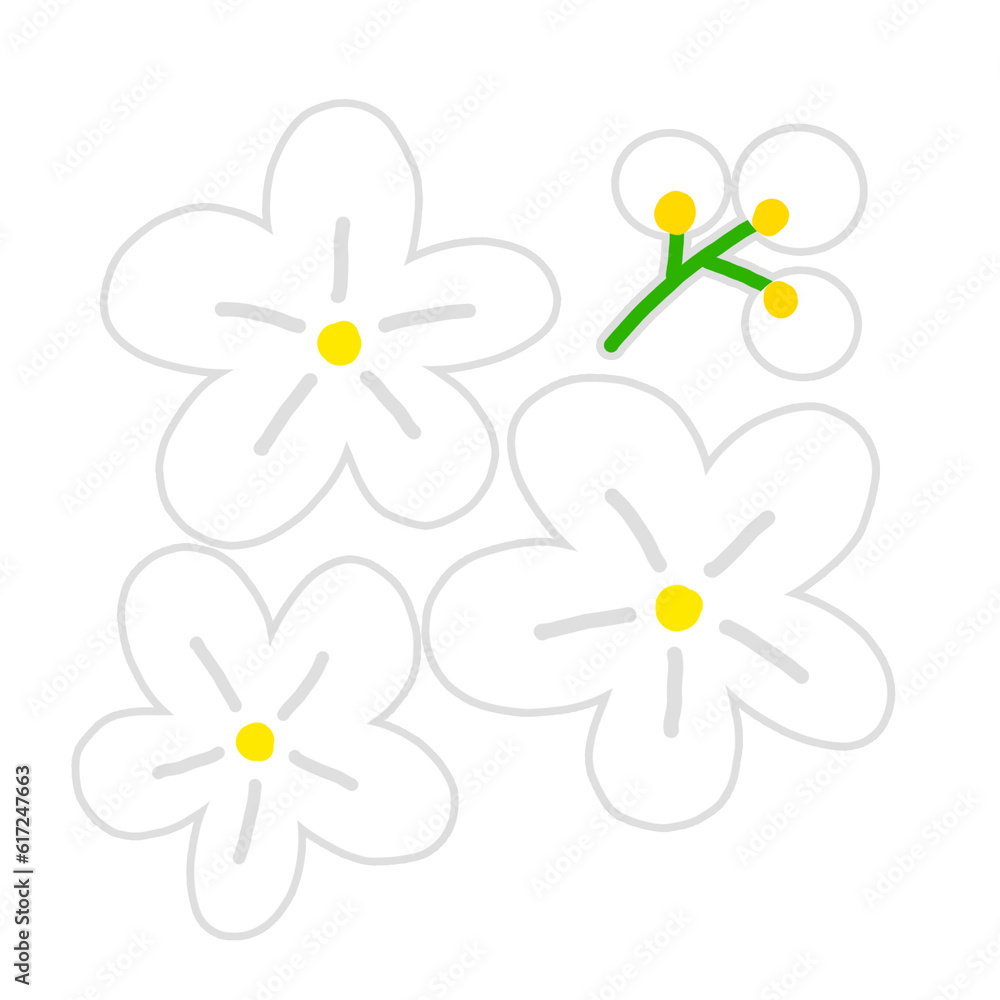 daisies on white background