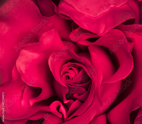 Background of red roses. Macro flowers backdrop for holiday design
