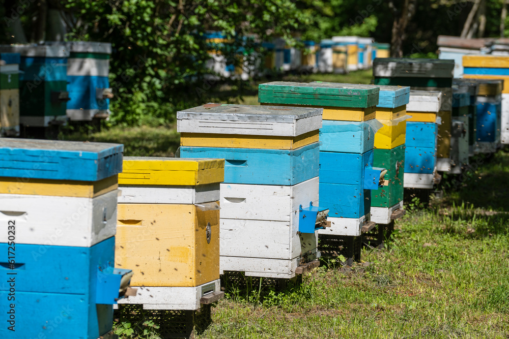 Many set of wooden beehive in the spring garden in the apiary to collect honey. Row of colorful beehives on a small enclosed area Many set of wooden beehive in the spring garden in the apiary to collect honey. Row of colorful beehives on a small enclosed area
