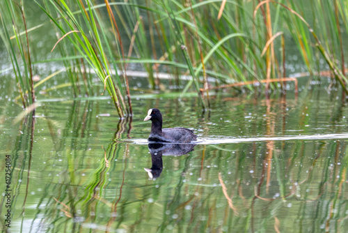 water bird Eurasian coot  Fulica atra on pond with spring green reflection. Czech Republic  Europe Wildlife