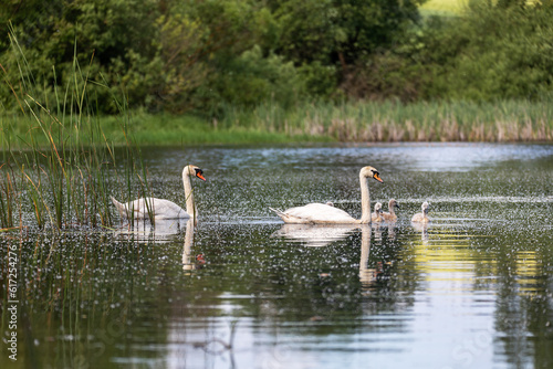 Wild bird mute swan (Cygnus olor) swim in spring on pond with reflection, Czech Republic Europe wildlife