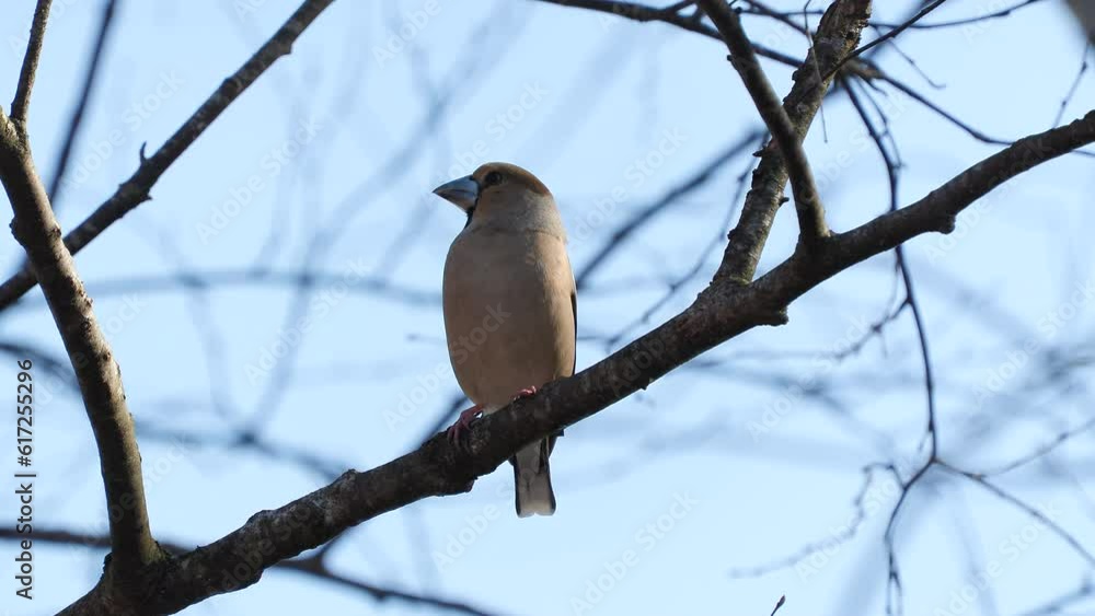 hawfinch bird perched branch turn head back lit coccothraustes coccothraustes 4k natural world norway hawfinch bird perched branch turn head back lit coccothraustes coccothraustes 4k natural world norway