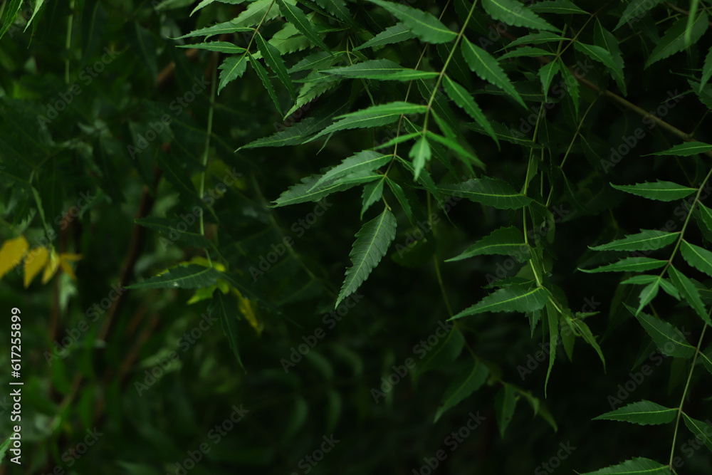 New top leaf of neem plant