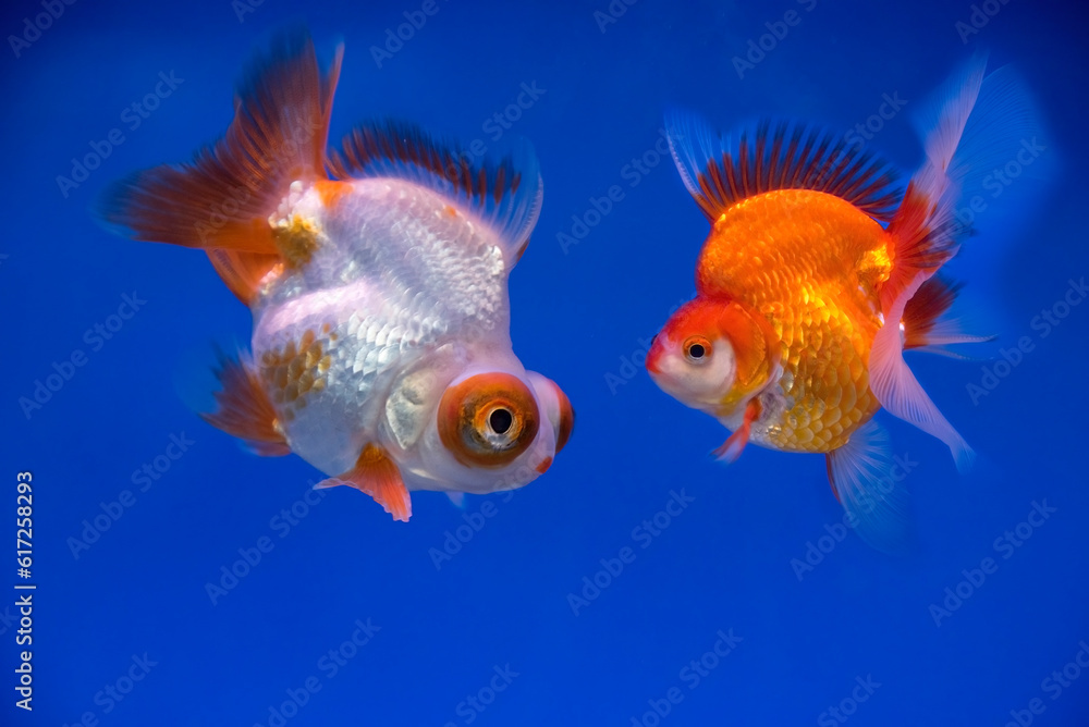 Fototapeta premium Beautiful Aquarium Fish on blue background