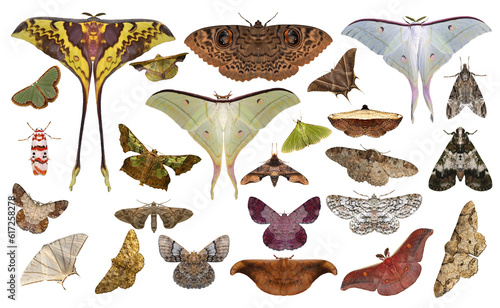 Group of moths isolated on white background