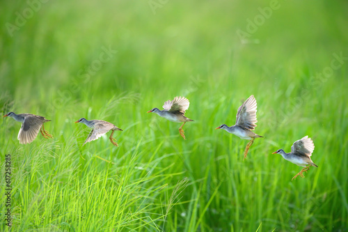 White-browed Crake flying on green background