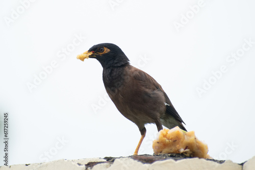 Common myna eating food © CLICK ON THE WAY