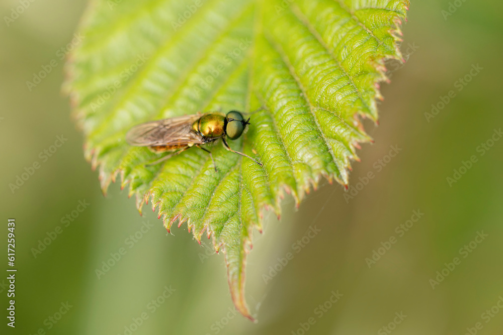 Fototapeta premium Stratiomyidae Broad centurion Chloromya formosa sitting on a leaf