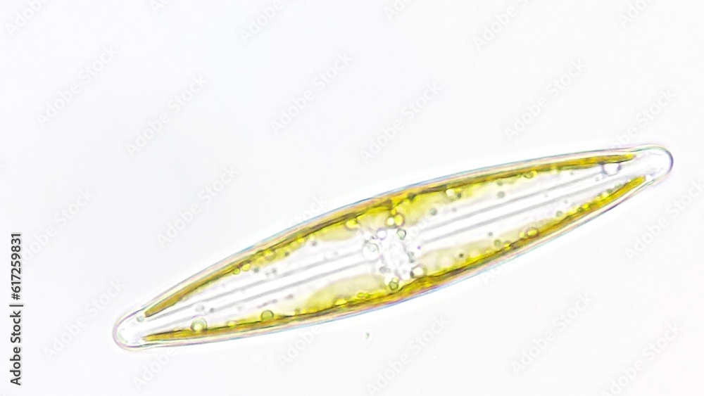 Freshwater diatom, Frustulia sp. Collected from the pond. Live cell. Selective focus Freshwater diatom, Frustulia sp. Collected from the pond. Live cell. Selective focus