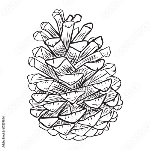 Pine cone. Hand-drawn vector illustration. Isolated elements for design.