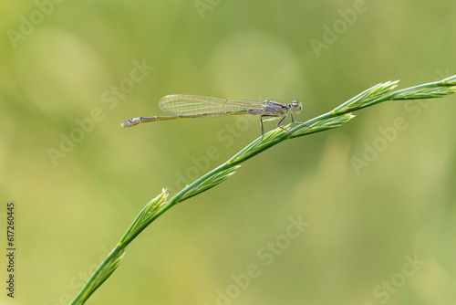 Coenagrionidae blue-tailed damselfly or common bluetail Ischnura elegans sitting on grass