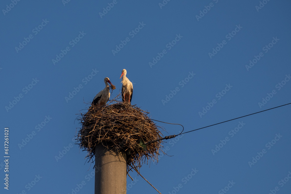 Fototapeta premium storks in the nest