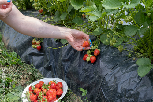 Picking ripe strawberries in the garden. Ripe strawberries are beautiful in your hand.