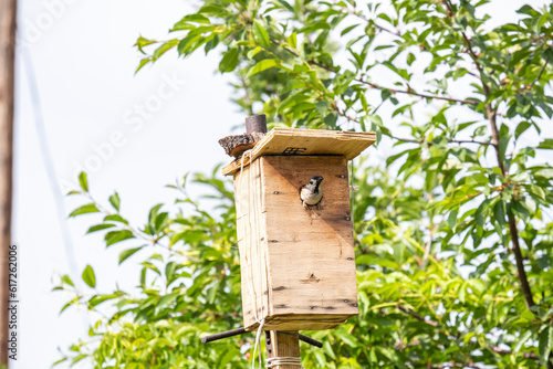 A sparrow is sitting at the entrance to the birdhouse. A bird house and a sparrow at the entrance.
