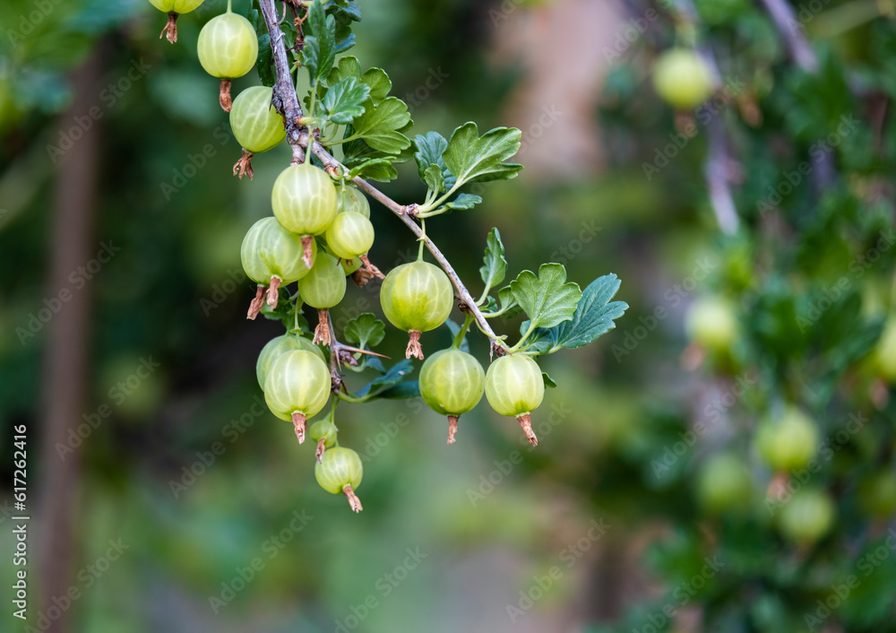Green gooseberry berries on prickly shrub branches. A healthy and delicious berry in the garden. Green gooseberry berries on prickly shrub branches. A healthy and delicious berry in the garden.