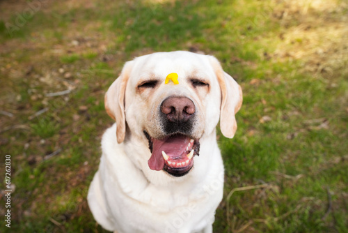 White dog labrador with a flower on his nose. close-up