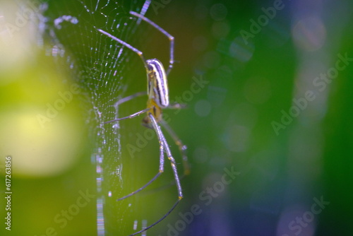 Wild Spider, Animal closeup, Golden orb-web spider (Nephila pilipes) walking through a spider web in a garden, photographed using a macro lens, Bandung - Indonesia. Macro