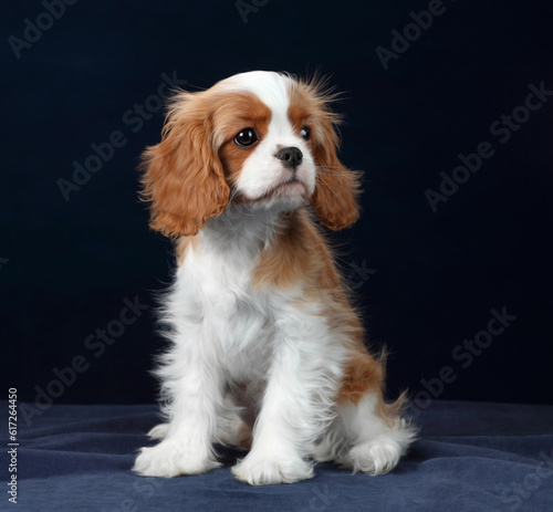 Cute little puppy cavalier king charles spaniel on a blue background © adyafoto