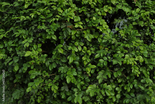 Green leaf with water drop on black background