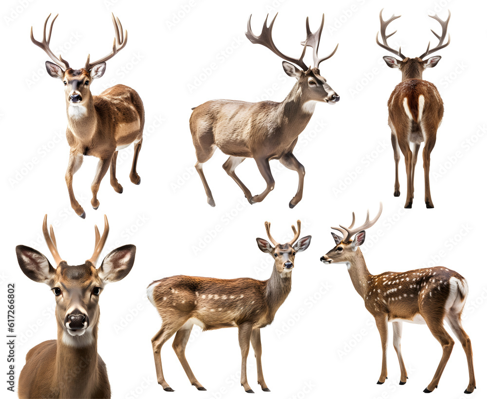 Deer doe, many angles and view portrait side back head shot isolated on transparent background cutout, PNG file Deer doe, many angles and view portrait side back head shot isolated on transparent background cutout, PNG file